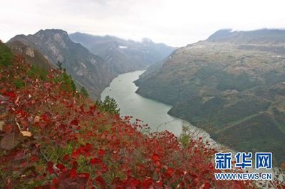巫山:三大“生态宝贝”美了山水富了民